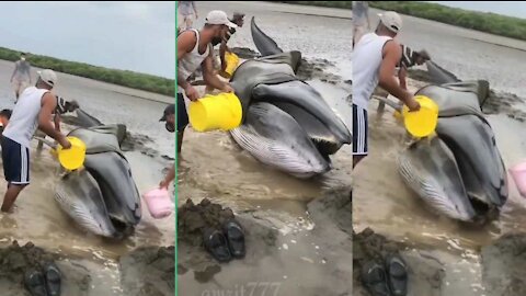 Big Whale accidentally came to the shore of the sea