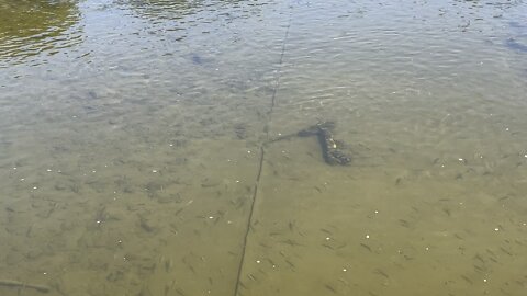 Feeding minnows Humber River