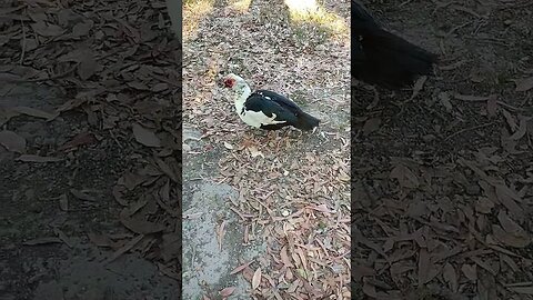 Good Morning DM, my Muscovy Drake #ducks #muscovyducks #muscovy #muscovydrakes #drakes