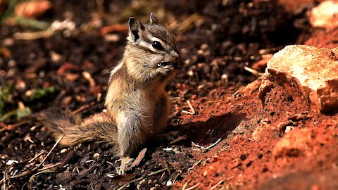 Cutest Nimble Squirrel