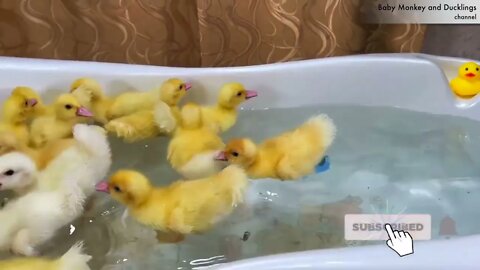 Funny Ducklings jump and swim in the mini bath for baby