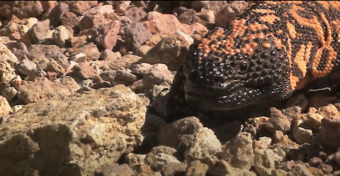 Gila Monster