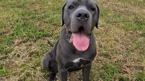 Bruce The Puppy Cane Corso 50 KG 110 Lbs 10.5 Months Old