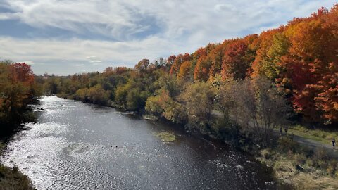 Autumn foliage in late season