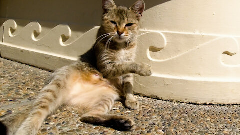 stray cat is asking for food in a very funny way