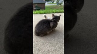 The stalker #cutepets #parrot #cockatoo #shorts #cat #funnyanimals