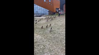 Duck, duck, and one more duck