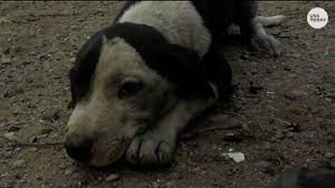 Puppy rescued as McKinney Fire burns over 50,000 acres in California