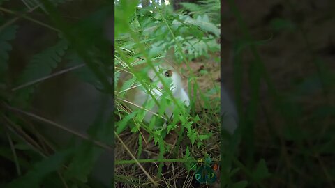 Rytlock hides in the ferns.