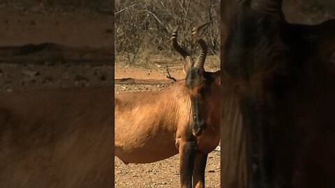 Red Hartebeest in South Africa!