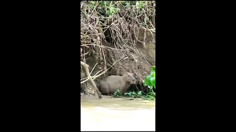 Leopard Attack On Boar