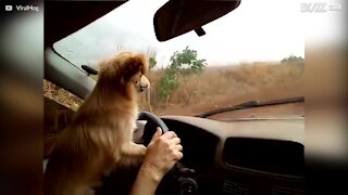 Cane adora giocare con i parabrezza