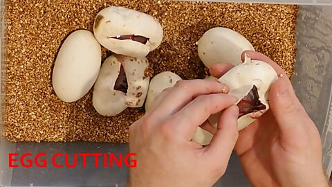 Egg Cutting - First clutch of 22