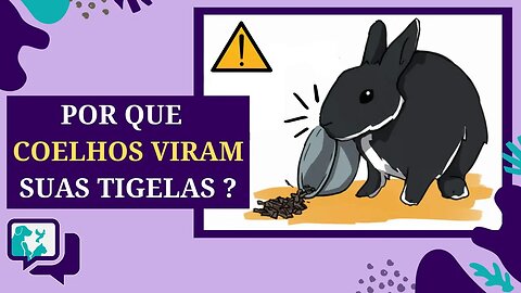 6 razões pelas quais os COELHOS VIRAM suas TIGELAS de COMIDA E ÁGUA