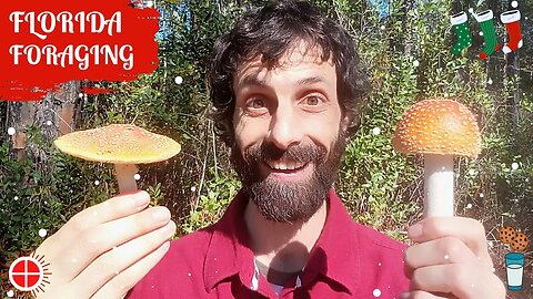 Naturevore: FLORIDA FORAGING Walk #13 (Dec. 16): MAGICAL Peach FLY AGARIC Winter Solstice FORAGE!!