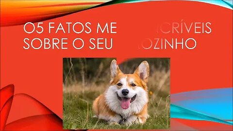 05 FATOS INCRÍVEIS SOBRE SEU CÃOZINHO 1#shorts