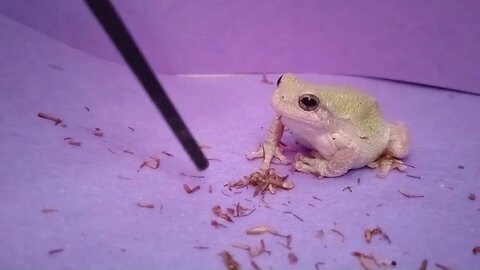 FEEDING A TREEFROG PIECES OF FREEZE-DRIED CRICKET (05/08/23) 🎶