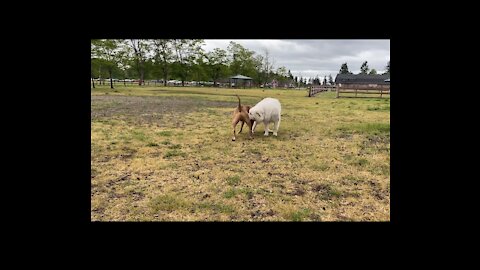 Attacks of Shepherd onto Pitbull