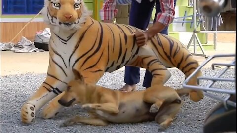 TROLL PRANKS WITH DOG FAKE LION FAKE TIGER VIDOS