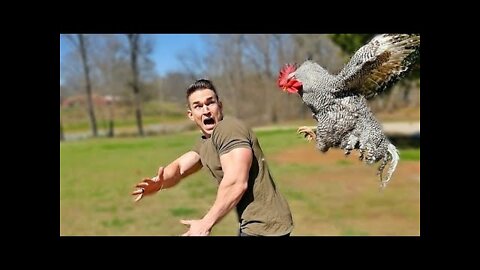 So Funny UNEXPECTED Animal ATTACKS!