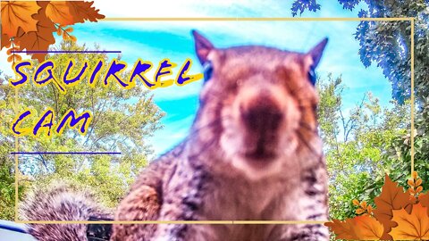 Squirrel Cam 8 - A Day In The Life