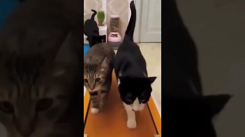 TRES GATOS DISPUTANDO TREINO EM ESTEIRA DA ACADEMIA PARA PERDER CALORIAS