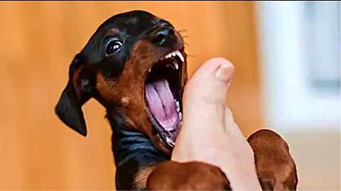 Funniest Animals Video - Funny Dogs And Cats - Try Not To Laugh Animals 2022 😂🐶🐱