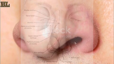 Human Nose 👃 Structure, Function, Importance