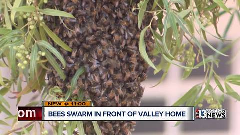 Contact 13 gets help for NLV mom after thousands of bees swarm in front her home