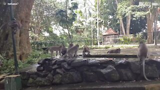 Monkeys have fun in Bali