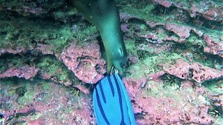 Sea lion invites scuba diver to play by nibbling on his fins