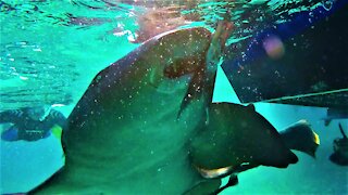 Incredible footage from the middle of a shark feeding frenzy