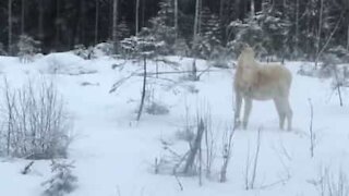 Raro esemplare di alce bianco in Finlandia