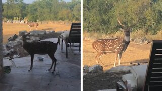 Free range rescue deer brings home buck boyfriend