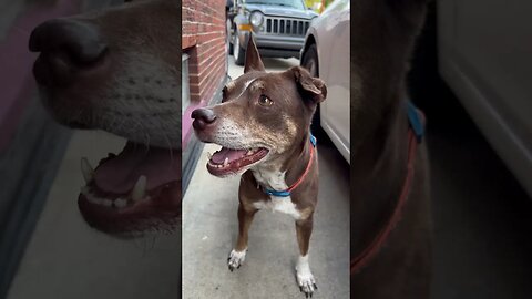 Pit Bull Being Happy To Play Outside. #dogs #dogshorts #dogreaction #pitbull #pitbulldog #viral