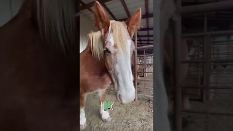 Cami has a case of the Monday’s! #shorts #horse #farmlife #farmanimals