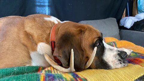 Clyde sleeping with his antler.