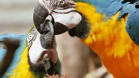 Parrots Show Affection