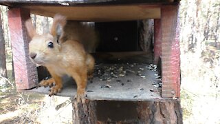 Squirrel in the feeder