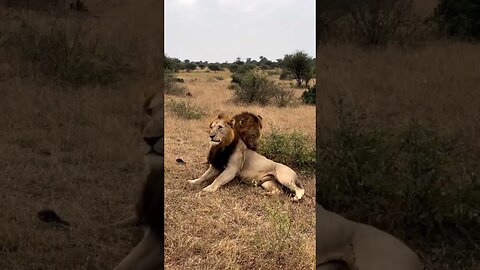 Lion brothers grow up over the years #animal #lion #shorts #shortvideo #viralvideo #trending