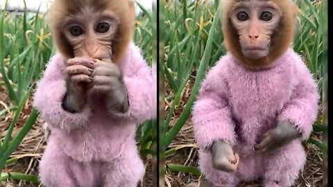 Cute Monkey Eating Orange