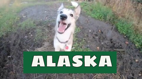 Alaska Off-Grid with Sled Dogs & Northern Lights