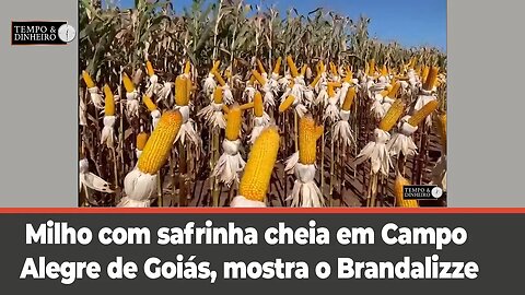 Milho com safrinha cheia em Campo Alegre de Goiás, mostra o Brandalizze