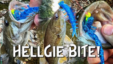 Hellgrammites for Smallmouth bass