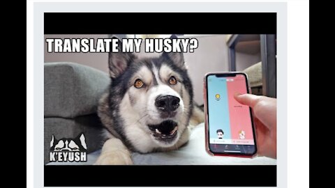 A phone app translate my Husky speaking! Test Dog translator