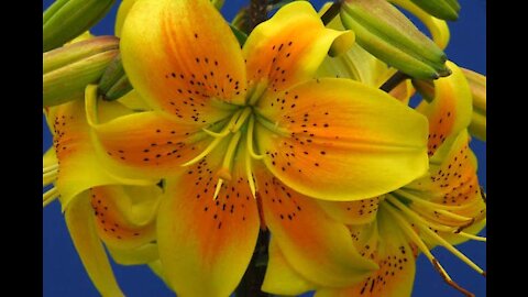 Fountain with yellow lilies - Relaxation Meditation