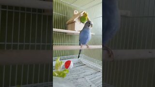 Budgies Cry To Me!💖 #shorts #youtubeshorts #funny #budgies #animallover