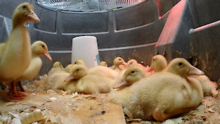 Pekin Ducklings Pecking the Camera