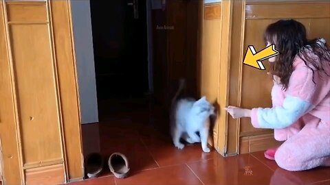 Funny cat moments 😹😹😹