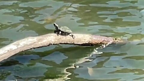 Tiny Turtle Suntanning